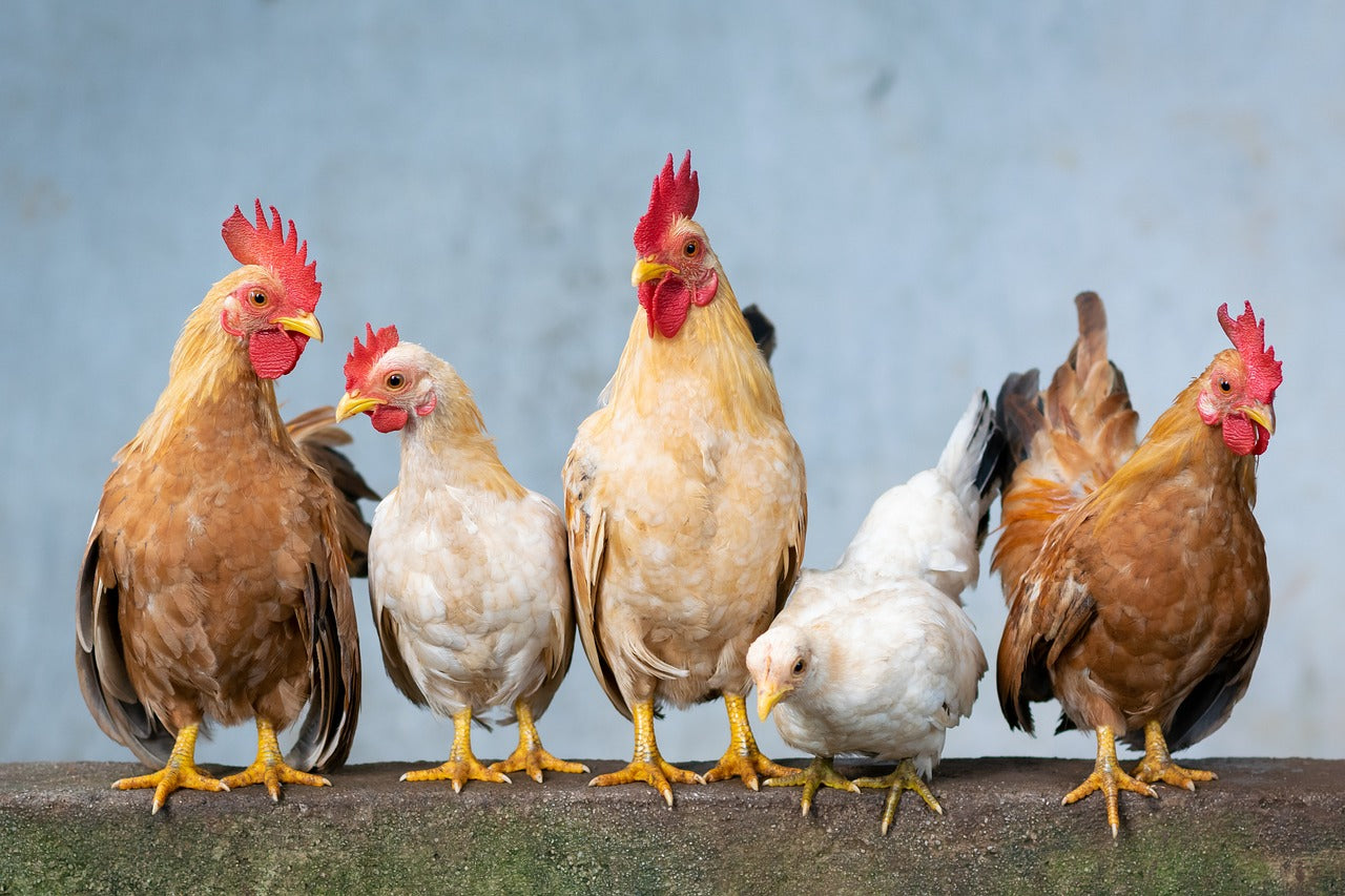 Gnadenplatz für ein Huhn