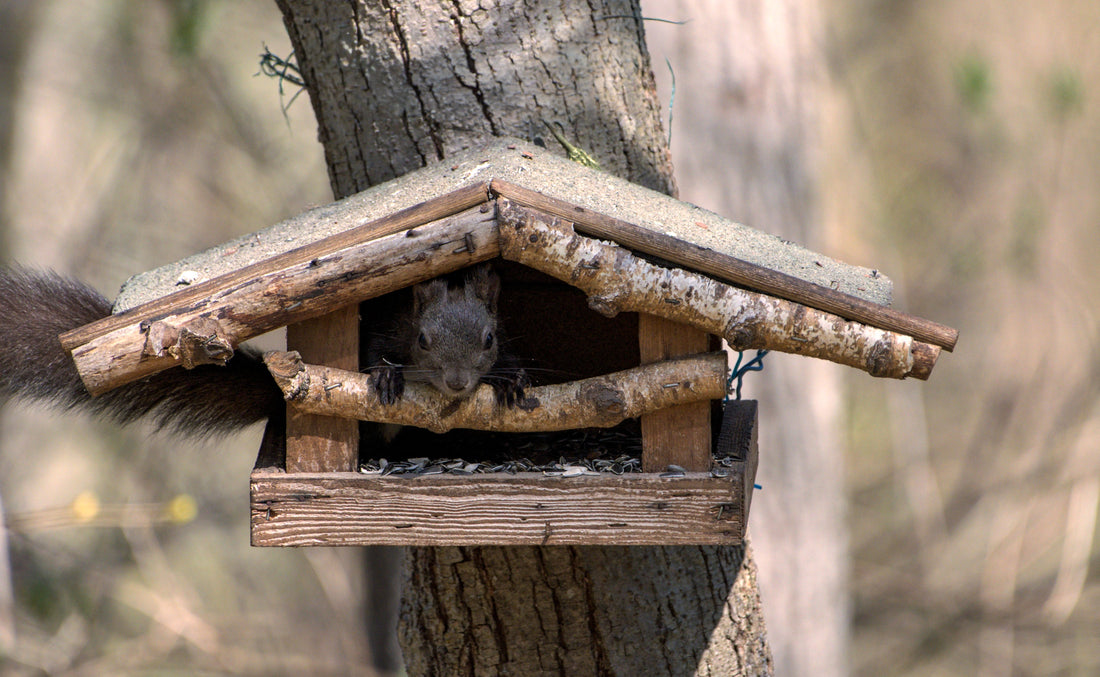 Vögel und Nagetiere im Winter richtig füttern – so wird dein Garten zur Winterfutterstelle