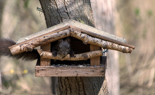 Vögel und Nagetiere im Winter richtig füttern – so wird dein Garten zur Winterfutterstelle