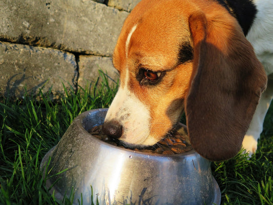 Futterration Hund/Katze und weitere Spende